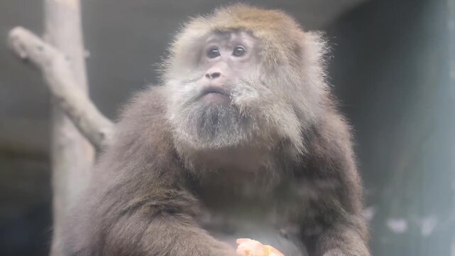 Quiet Moment of a Monkey Enjoying Fruit ,Tibetan macaque (Macaca thibetana)
