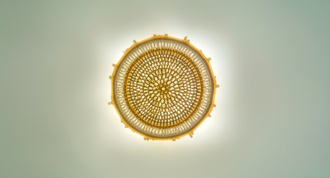 Focused microscopic shot of Lugol preserved Lauderia diatom phytoplankton from marine sample