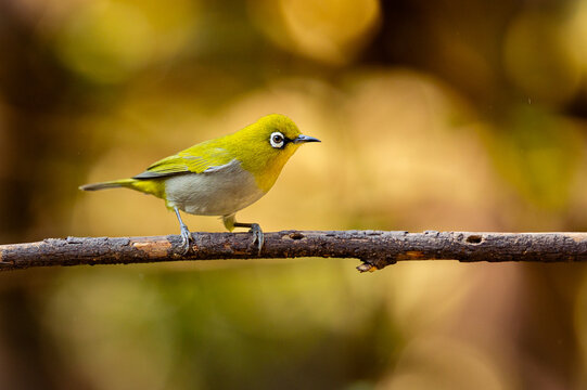 Indian White-eye