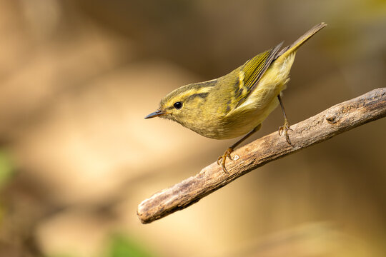Hume's Warbler