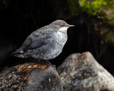 White-throated Dipper