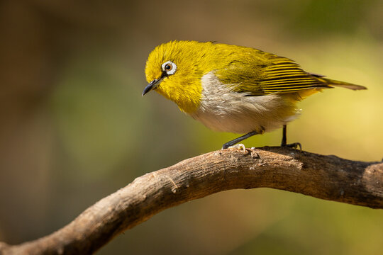 Indian White-eye