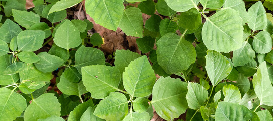 Obraz premium green leaves background