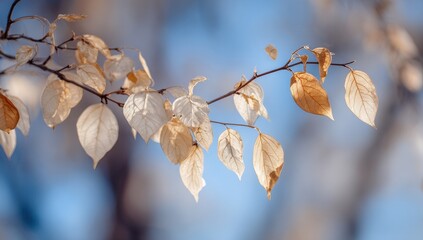 Delicate Pale Leaves on Branch, Soft Blue Winter Bokeh.