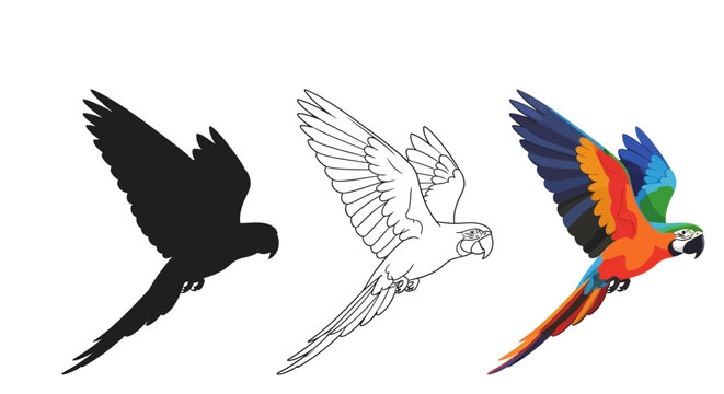 Collection of three distinct flying macaw parrot illustrations showing silhouette line art and full vibrant color vector graphics perfect for design projects