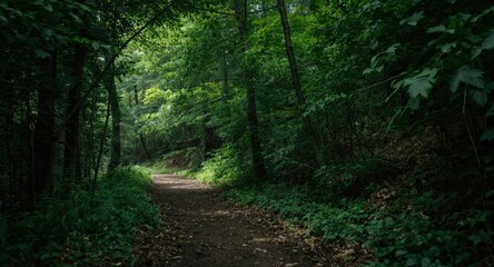 Obraz premium A natural trail immersed in thick forest greenery