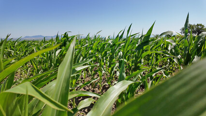 Fototapeta premium Green young corn field in summertime sunny day.