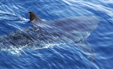 Great white shark cruising in deep blue Pacific waters near Guadalupe Island, Mexico. Underwater wildlife scene with dramatic light rays and ocean surface, powerful marine predator in natural habitat