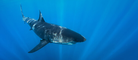 Great white shark cruising in deep blue Pacific waters near Guadalupe Island, Mexico. Underwater wildlife scene with dramatic light rays and ocean surface, powerful marine predator in natural habitat