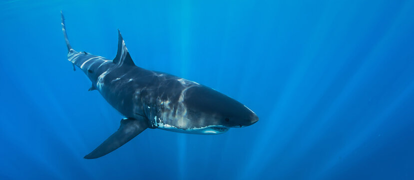 Great white shark cruising in deep blue Pacific waters near Guadalupe Island, Mexico. Underwater wildlife scene with dramatic light rays and ocean surface, powerful marine predator in natural habitat