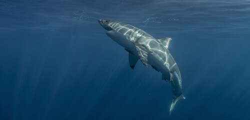 Underwater view of a great white shark swimming in the Pacific Ocean by Guadalupe Island, Mexico. Clear blue water, sunbeams and open sea create a cinematic wildlife moment.
