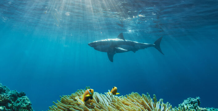 Great white shark cruising in deep blue Pacific waters near Guadalupe Island, Mexico. Underwater wildlife scene with dramatic light rays and ocean surface, powerful marine predator in natural habitat