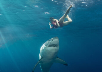 Underwater view of a great white shark swimming in the Pacific Ocean by Guadalupe Island, Mexico. Clear blue water, sunbeams and open sea create a cinematic wildlife moment.