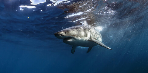 Great white shark in open ocean near Guadalupe Island, Mexico. Underwater photography of apex predator gliding through blue water with sunlight rays and dramatic marine atmosphere.