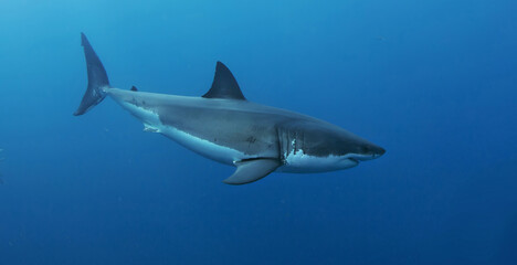 Great white shark in open ocean near Guadalupe Island, Mexico. Underwater photography of apex predator gliding through blue water with sunlight rays and dramatic marine atmosphere.