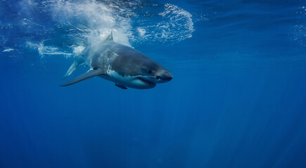 Great white shark in open ocean near Guadalupe Island, Mexico. Underwater photography of apex predator gliding through blue water with sunlight rays and dramatic marine atmosphere.