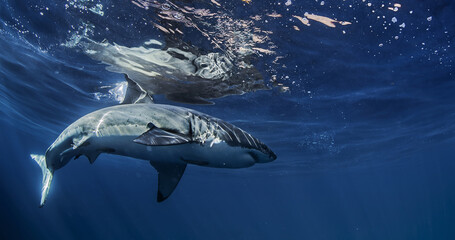 Wild great white shark underwater in the Pacific Ocean, Guadalupe Island, Mexico. Marine predator in clear blue sea with sunlight beams, realistic wildlife and ocean adventure scene.