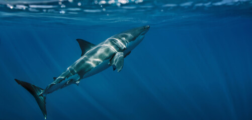 Wild great white shark underwater in the Pacific Ocean, Guadalupe Island, Mexico. Marine predator in clear blue sea with sunlight beams, realistic wildlife and ocean adventure scene.