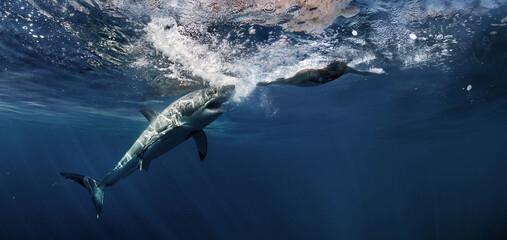 Wild great white shark underwater in the Pacific Ocean, Guadalupe Island, Mexico. Marine predator in clear blue sea with sunlight beams, realistic wildlife and ocean adventure scene.