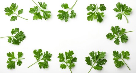 Obraz premium Coriander leaves artistically positioned flat on white background from top view