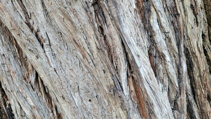 Tree bark, natural textures, plaza details