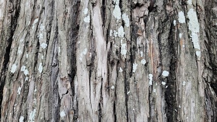 Fototapeta premium Tree bark, natural textures, plaza details