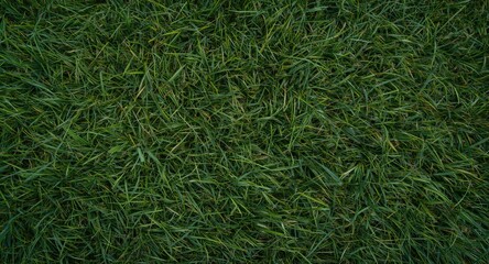 Aerial capture showing fresh thick green hair grass growth