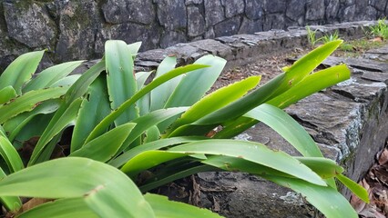 Green leaves, rustic stone border, natural plaza texture