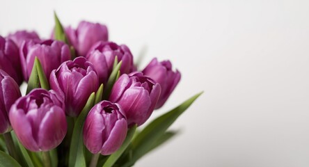 Obraz premium Fresh purple tulips arranged with copy space for creative design