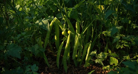 Obraz premium Lush garden setting highlighting a pea plant full of ripe pods on stalks