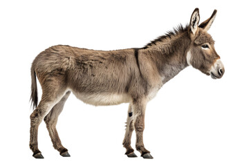 Obraz premium Realistic Donkey Isolated on White Background