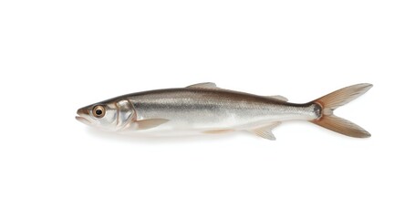 Lone smelt fish captured on a clean white background
