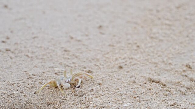 Ocypode ghost crab digs a burrow in sand and pops out to explore the beach. The crab moves quickly around its habitat in search of food.
