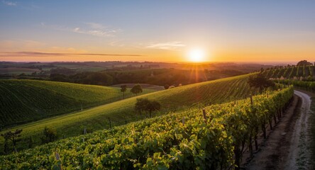 Obraz premium Aerial view of a vibrant summer vineyard bathed in golden sunset light