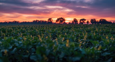Distant trees silhouetted behind a thriving green soybean field in vibrant sunset light