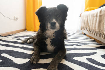 Senior dog lying on zebra rug indoors with a calm expression  