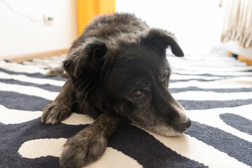 Elderly black dog resting on a patterned rug indoors in daylight  