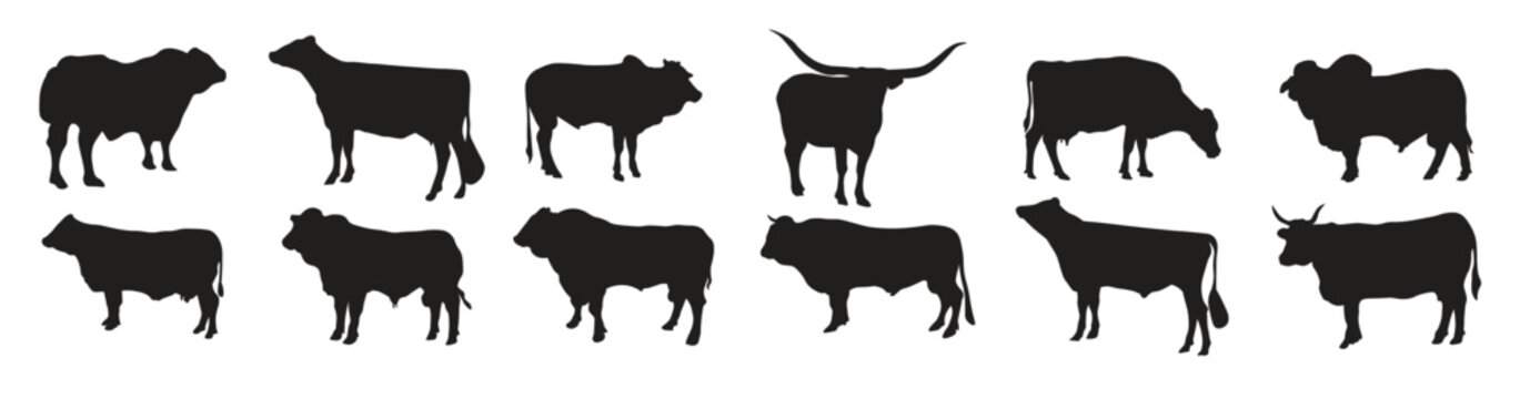 set of vector silhouettes of cattle breeds