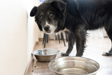 Senior dog looking at camera beside empty water bowls indoors  