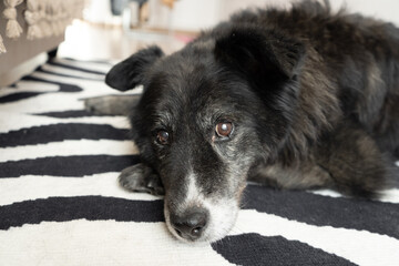 Senior dog lying on black and white rug indoors with calm expression  