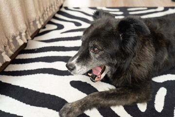 Tired senior dog yawning while lying on zebra rug indoors  