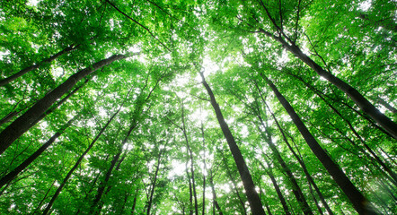 Naklejka premium forest trees. nature green wood sunlight backgrounds