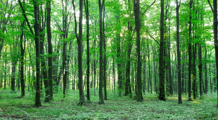 Obraz premium Forest trees. nature green wood sunlight backgrounds