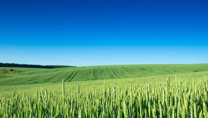 field of grass and perfect sky