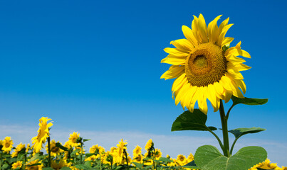 Sunflower field with cloudy blue sky