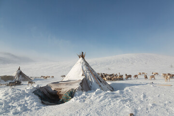 Nenets reindeer herders choom on a winter. Yamal. Russia © Shchipkova Elena