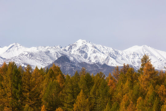 A beautiful autumn forest with bright yellow larches against a backdrop of snow-capped mountains. Tunka Valley. Buryatia, Russia.