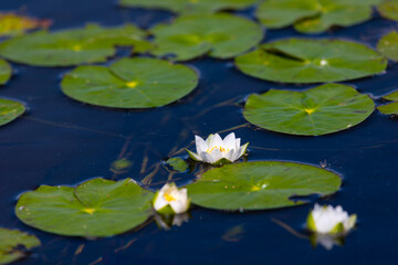 Beautiful white water lily close up