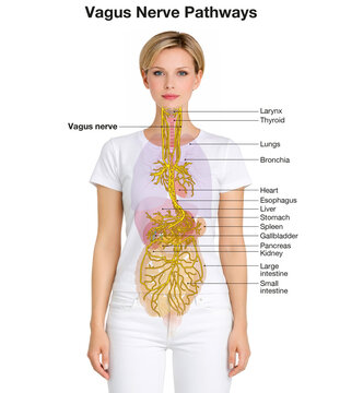 Vagus Nerve Pathways in Female Body with Connected Organs