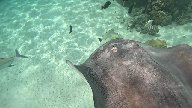Underwater video of a stingray gliding over sandy bottom in a clear tropical lagoo